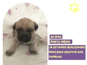 Cachorro raça SRD-ViraLata idade 2 a 6 meses nome Bela