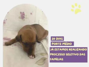 Cachorro raça SRD-ViraLata idade 2 a 6 meses nome Mulan