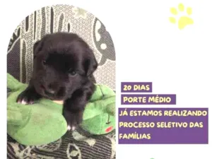 Cachorro raça SRD-ViraLata idade 2 a 6 meses nome Eric