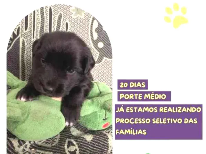 Cachorro ra a SRD-ViraLata idade 2 a 6 meses nome Eric