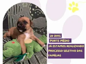 Cachorro raça SRD-ViraLata idade 2 a 6 meses nome Flynn