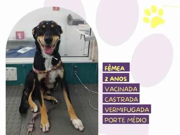 Cachorro ra a SRD-ViraLata idade 1 ano nome Nala