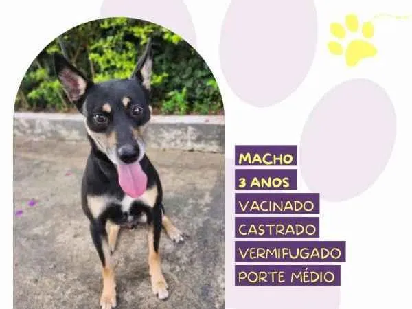 Cachorro ra a SRD-ViraLata idade 1 ano nome Stark