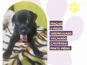 Cachorro raça SRD-ViraLata idade 2 a 6 meses nome Denzel