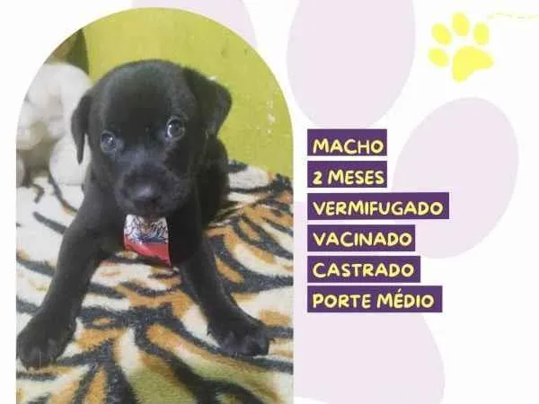 Cachorro ra a SRD-ViraLata idade 2 a 6 meses nome Denzel