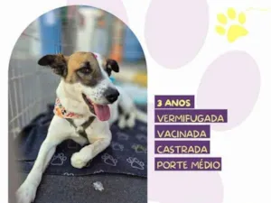 Cachorro raça SRD-ViraLata idade 1 ano nome Bianca