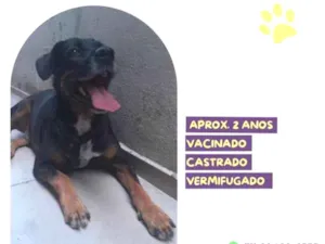 Cachorro raça SRD-ViraLata idade 1 ano nome Gigante Emilio