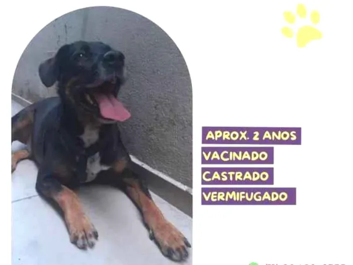 Cachorro ra a SRD-ViraLata idade 1 ano nome Gigante Emilio