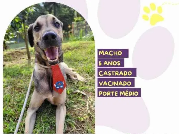 Cachorro ra a SRD-ViraLata idade 1 ano nome Billy