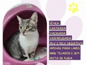 Gato raça SRD-ViraLata idade 1 ano nome Saray