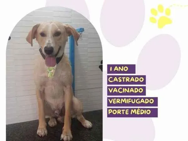 Cachorro ra a SRD-ViraLata idade 2 a 6 meses nome Lyon