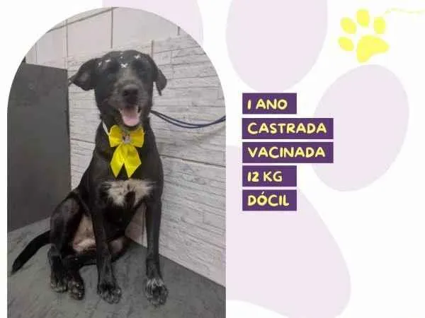 Cachorro ra a SRD-ViraLata idade 1 ano nome Susy