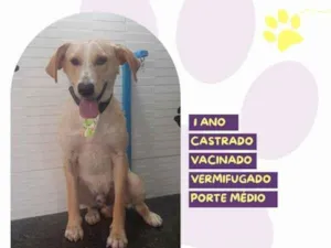 Cachorro raça SRD-ViraLata idade 2 a 6 meses nome Lyon