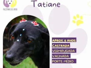 Cachorro raça SRD-ViraLata idade 1 ano nome Tatiane