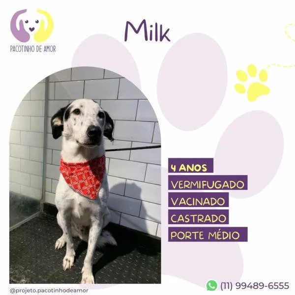 Cachorro ra a SRD-ViraLata idade 1 ano nome Milk