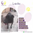 Lukão