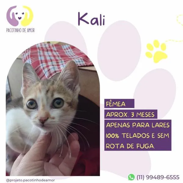 Gato ra a SRD-ViraLata idade 2 a 6 meses nome Kali