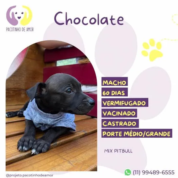 Cachorro ra a SRD-ViraLata idade 2 a 6 meses nome Chocolate