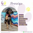 PrestÃgio