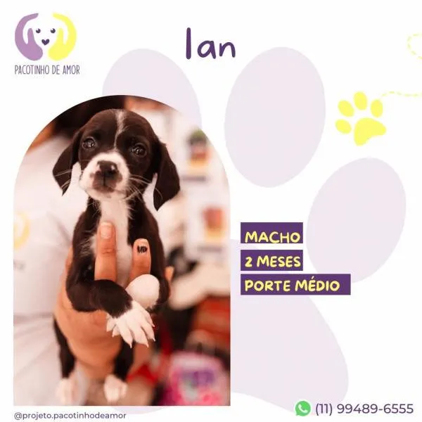 Cachorro ra a SRD-ViraLata idade 2 a 6 meses nome Ian