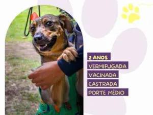 Cachorro raça SRD-ViraLata idade 1 ano nome Maraisa