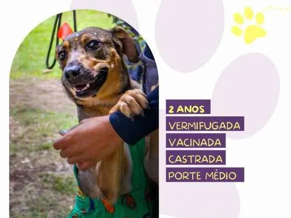 Cachorro ra a SRD-ViraLata idade 1 ano nome Maraisa