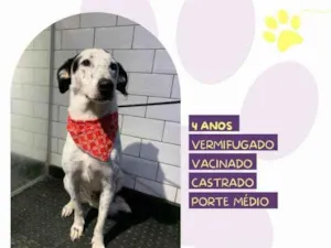 Cachorro raça SRD-ViraLata idade 1 ano nome Milk