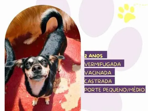 Cachorro ra a SRD-ViraLata idade 1 ano nome Luna