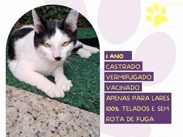 Gato ra a SRD-ViraLata idade 2 a 6 meses nome Duu