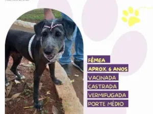 Cachorro raça SRD-ViraLata idade 1 ano nome EmÃ­lia