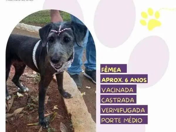 Cachorro ra a SRD-ViraLata idade 1 ano nome EmÃ­lia