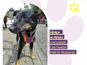 Cachorro raça SRD-ViraLata idade 1 ano nome Meg