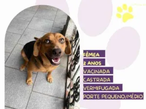 Cachorro raça SRD-ViraLata idade 1 ano nome Caramela