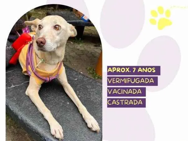 Cachorro ra a SRD-ViraLata idade 1 ano nome Princesa