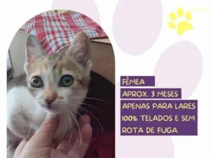 Gato raça SRD-ViraLata idade 2 a 6 meses nome Kali