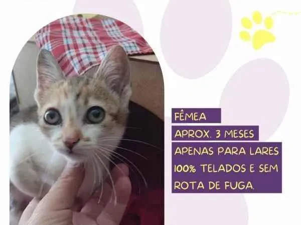 Gato ra a SRD-ViraLata idade 2 a 6 meses nome Kali