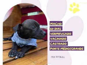 Cachorro raça SRD-ViraLata idade 2 a 6 meses nome Chocolate