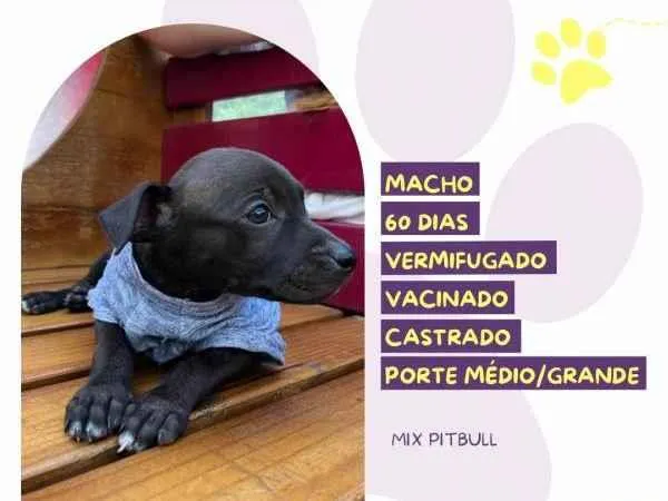 Cachorro ra a SRD-ViraLata idade 2 a 6 meses nome Chocolate