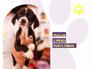 Cachorro raça SRD-ViraLata idade 2 a 6 meses nome Ian