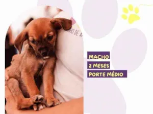 Cachorro raça SRD-ViraLata idade 2 a 6 meses nome Jason