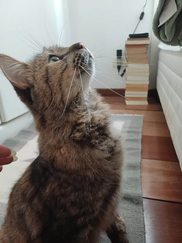 Gato ra a SRD-ViraLata idade 2 anos nome Mel