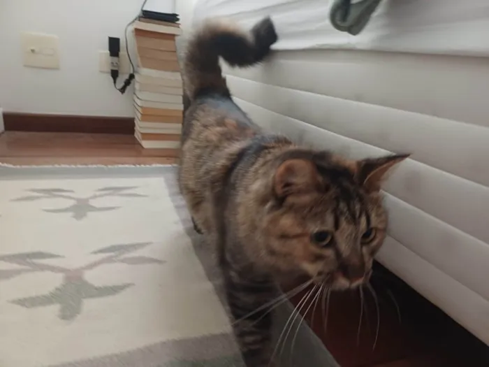Gato ra a SRD-ViraLata idade 2 anos nome Mel