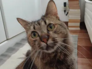 Gato raça SRD-ViraLata idade 2 anos nome Mel