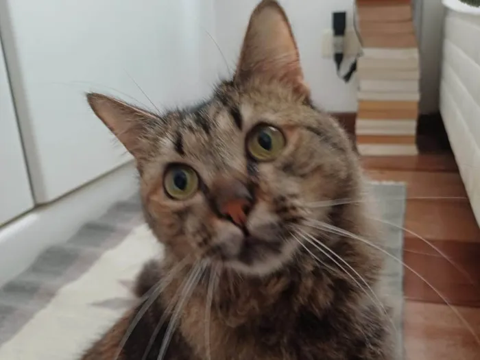 Gato ra a SRD-ViraLata idade 2 anos nome Mel