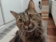 Mel