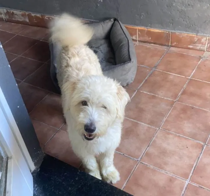 Cachorro ra a Poodle idade 2 anos nome Estopinha
