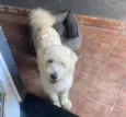 Estopinha