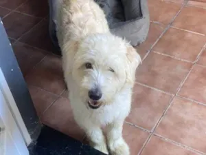 Cachorro raça Poodle idade 2 anos nome Estopinha