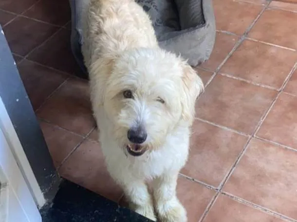 Cachorro ra a Poodle idade 2 anos nome Estopinha