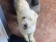 Estopinha